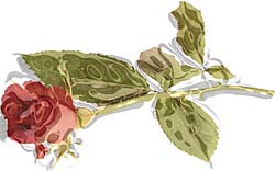 rosa