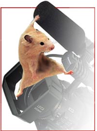 image for story - a hamster swinging on a video camera